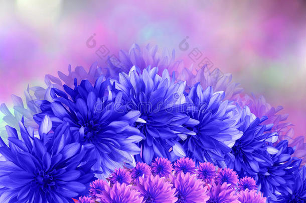 蓝色的花，粉红色的紫色模糊的背景。