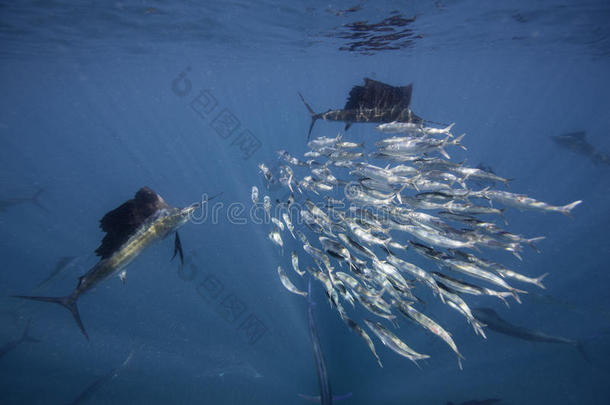 以沙丁鱼为食的大西洋旗鱼，墨西哥坎昆。