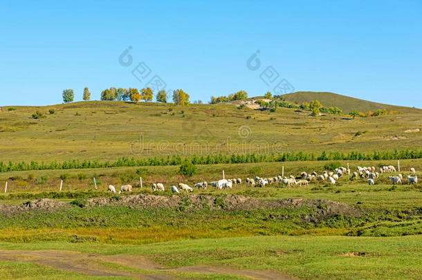 一群羊在辽阔的草原上