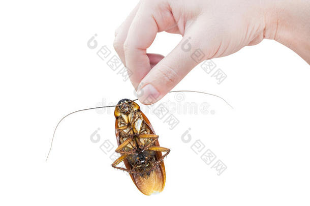 手握着白色背景上的棕色蟑螂