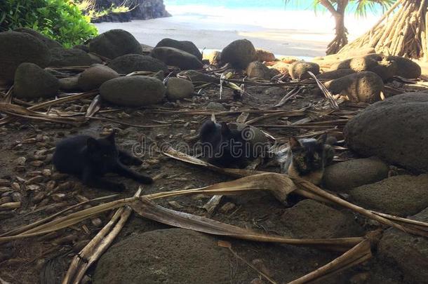 猫在哈<strong>纳卡皮</strong>亚海滩上的<strong>纳</strong>帕利海岸在考艾岛，夏威夷-<strong>卡</strong>拉劳小径。