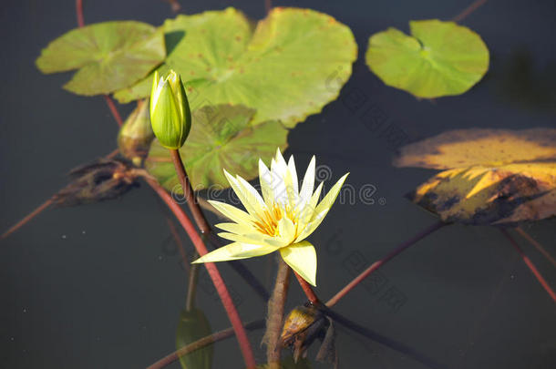 亚洲开花码头花期小花