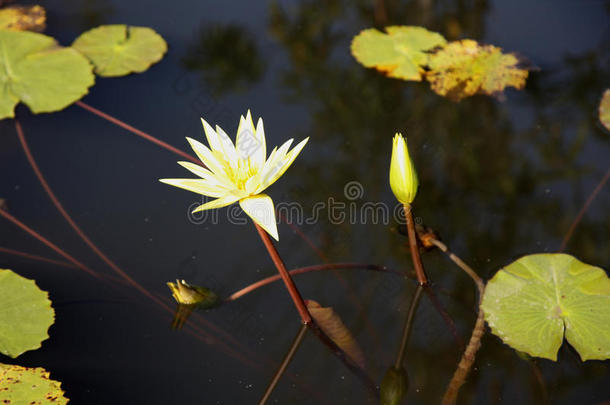 亚洲开花码头花期小花