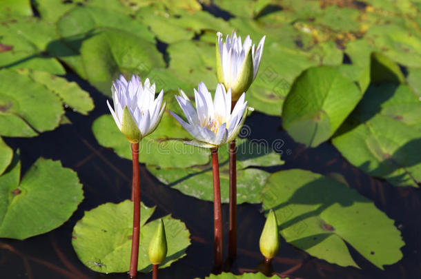 亚洲开花<strong>码头</strong>花期小花