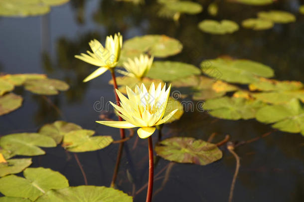 亚洲开花<strong>码头</strong>花期小花