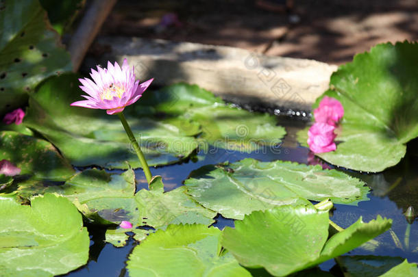 亚洲开花码头花期小花