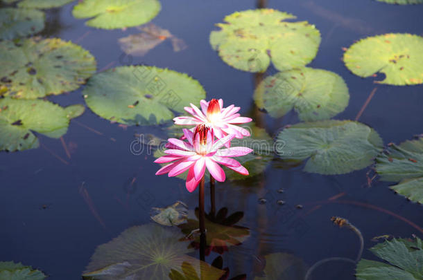 亚洲开花码头花期小花