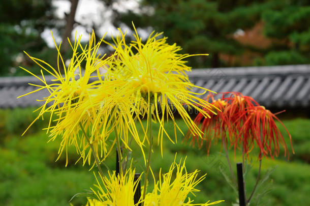 菊花艺术，日本京都奇库花<strong>传奇</strong>