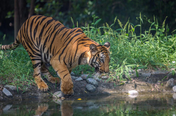 孟加拉虎来到桑德班国家公园的水沼泽喝水。