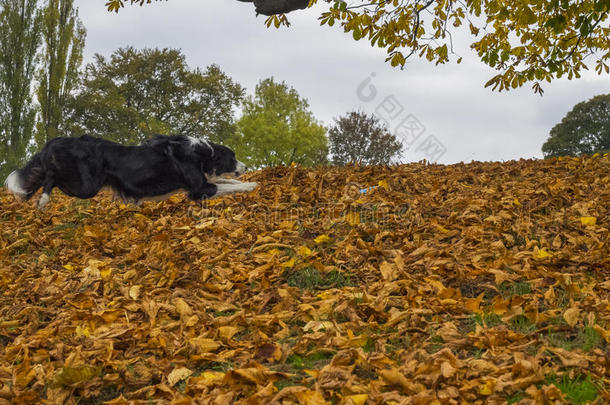 边境牧羊犬跳入秋天的落叶