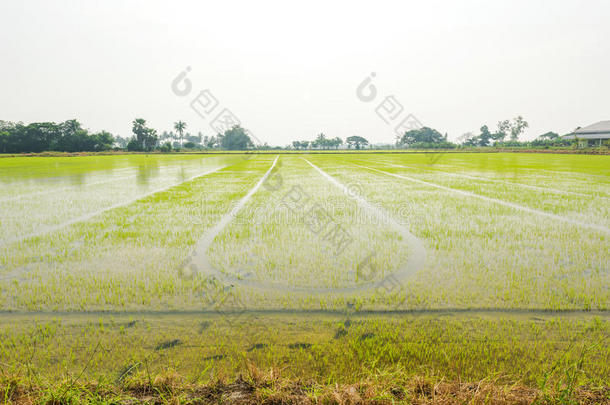 泰国<strong>种植水稻</strong>和稻田