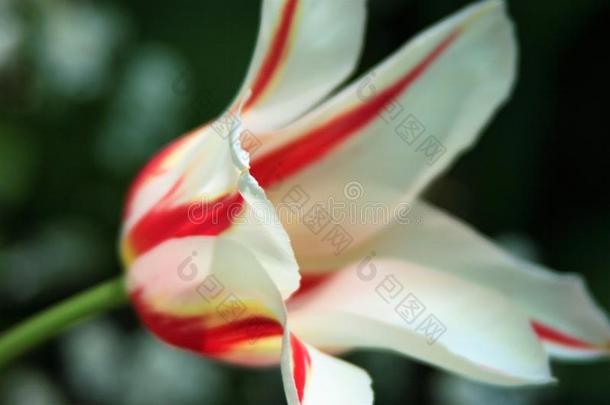 花园里的白色郁金香，有红色条纹