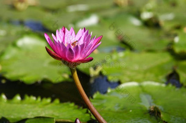 亚洲开花码头花期小花