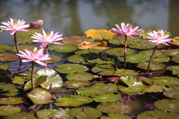 亚洲开花<strong>码头</strong>花期小花