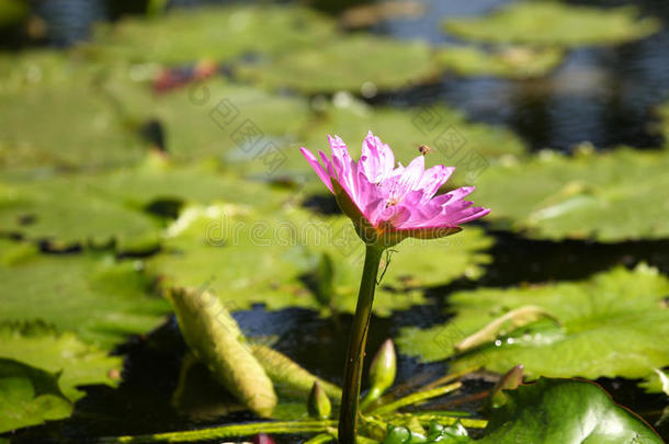 亚洲开花<strong>码头</strong>花期小花