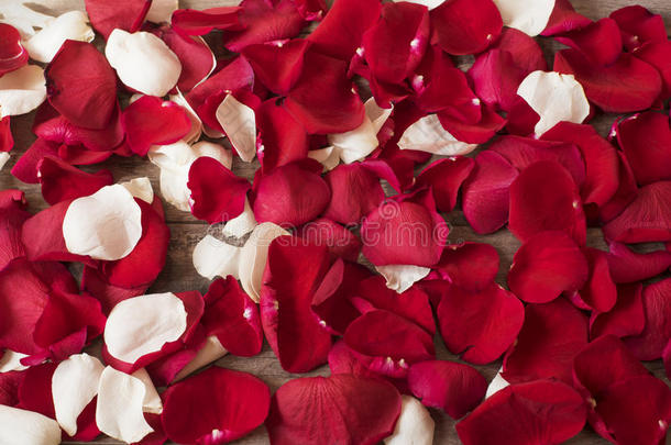 在木制背景上关闭红色和白色玫瑰花瓣。 花卉背景。 红玫瑰股票摄影