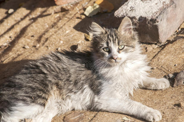 动物秋天猫可爱的白天