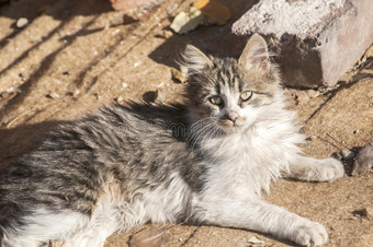 动物秋天猫可爱的白天图片