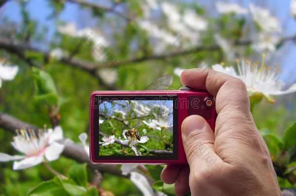 蜜蜂在树枝上的花在相机取景器上