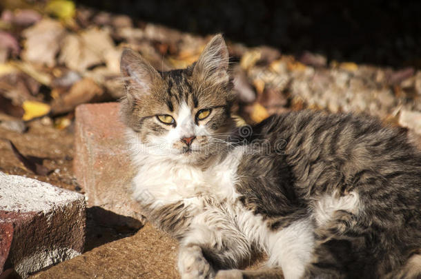 动物秋<strong>天猫</strong>可爱的白天