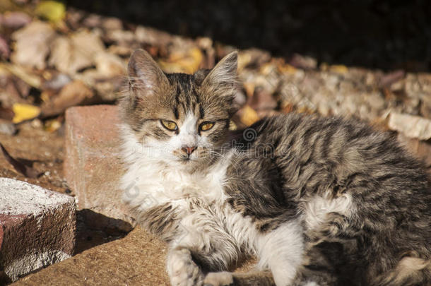 动物秋<strong>天猫</strong>可爱的白天