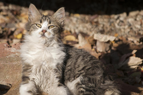 动物秋天猫可爱的白天