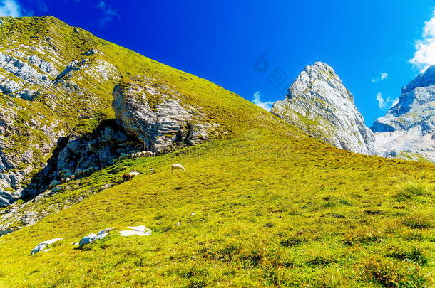 美丽的高山高山景观中的牛草。