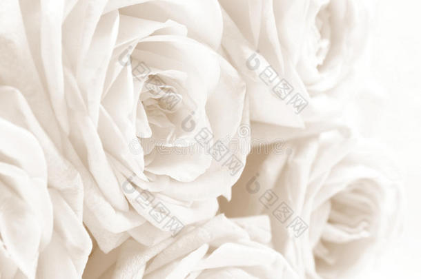 美丽的白色玫瑰色调在海皮亚作为<strong>婚礼背景</strong>。 索夫