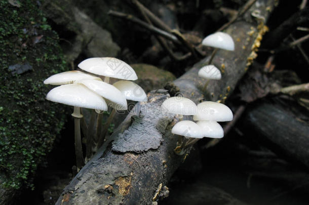 分支死去的森林成长蘑菇