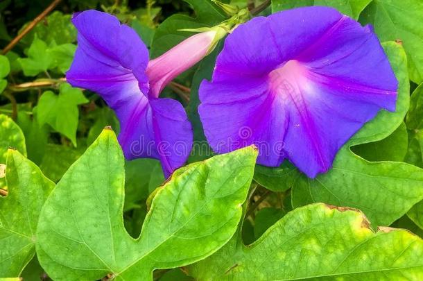 紫牵牛花
