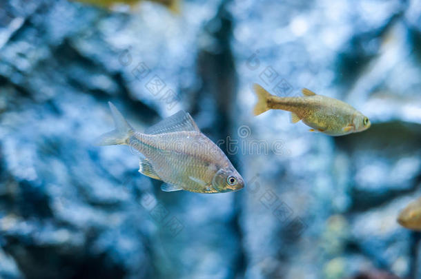 水族馆里的大鱼