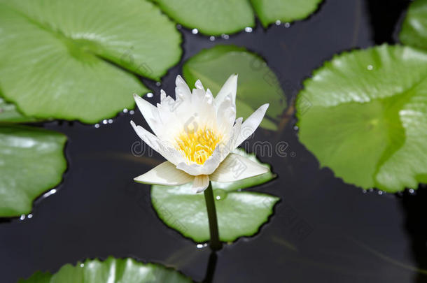 亚洲开花码头花期小花