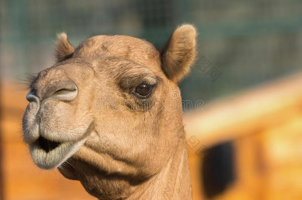 骆驼（一驼或一驼），阿联酋公园动物园，阿布杜