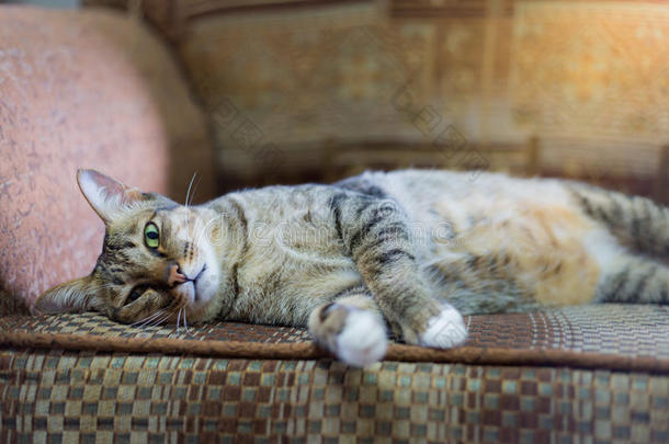 棕色眼睛的<strong>猫</strong>在老式沙发上，色调温暖。