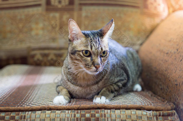 棕色眼睛的<strong>猫</strong>在老式沙发上，色调温暖