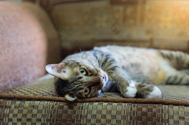 棕色眼睛的猫在<strong>老式沙发</strong>上，色调温暖。