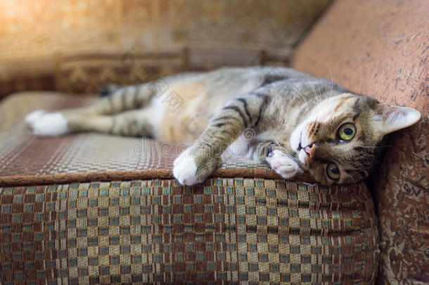 棕色眼睛的<strong>猫</strong>在老式沙发上，色调温暖。
