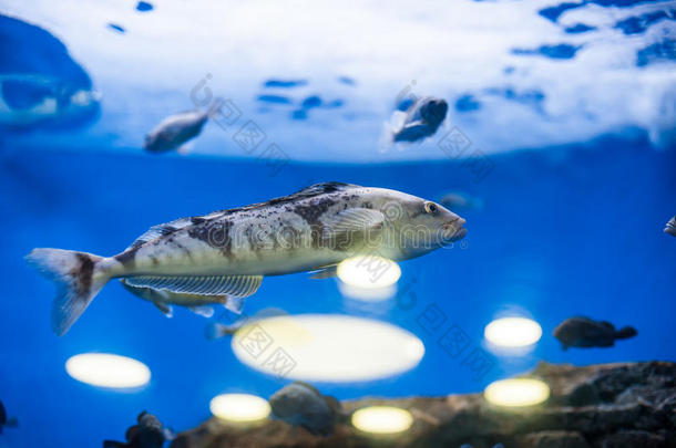 水族馆里的大鱼