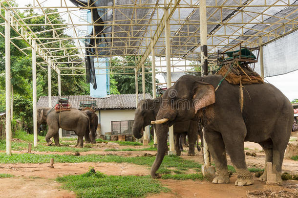 大象和豪达在大象营地