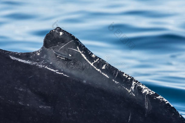 座头鲸背鳍的细节，在巨大的鲸鱼中喂食