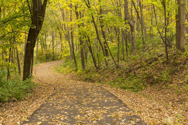 树林中的秋季自行车道
