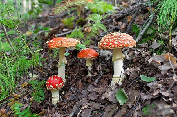森林里有四个红色斑点蘑菇