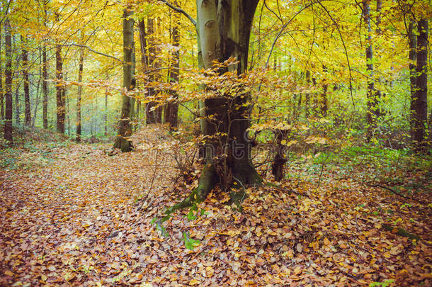 秋天的森林。在<strong>树林深处</strong>
