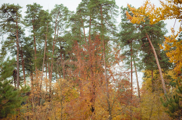 秋天的森林。在树林深处