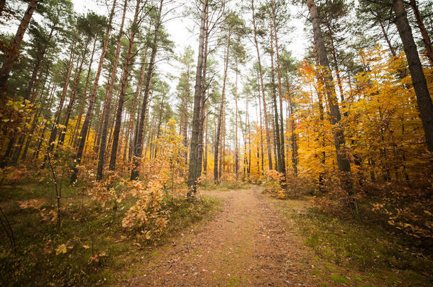 秋天的森林。在树林深处