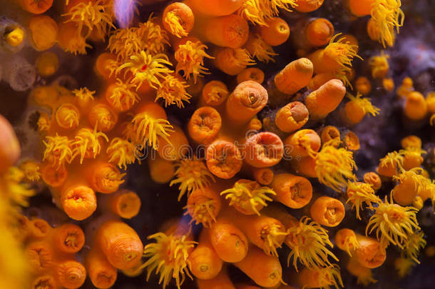 橙色杯状珊瑚（tubastraea coccinea）