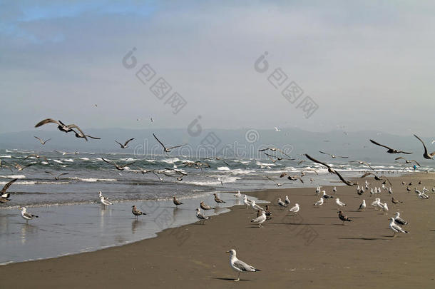 海滩鸟海岸雾西北