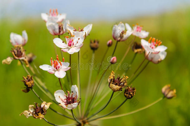 开<strong>花灯</strong>心草（butomus umbellatus）