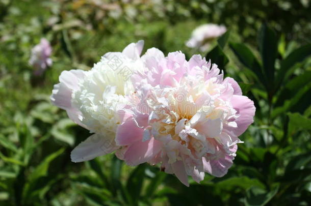 开花植物区系小花花花园