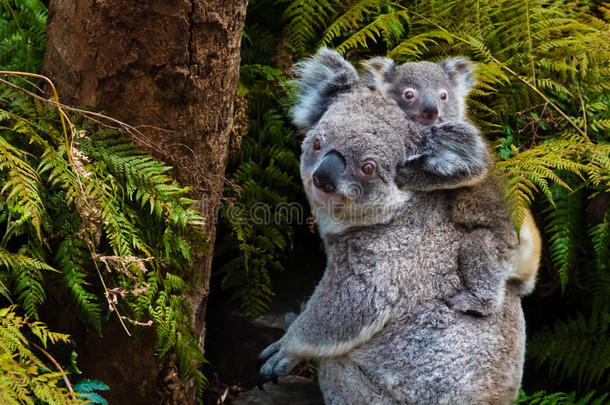 澳大利亚考拉熊原生动物与婴儿